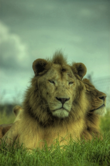 Regal Lions HDR