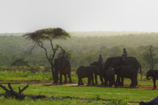 Elephants and handlers
