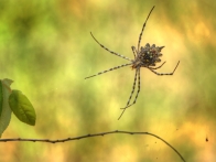 Garden Orb spider