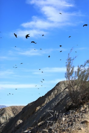 Crows enjoying an updraft