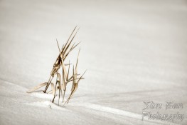 Dead grass in snowy field isolated