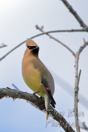 Cedar waxwing perched on branch looking back