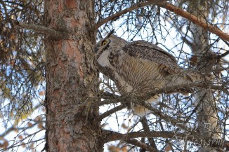 Great Horned Owl about to take off